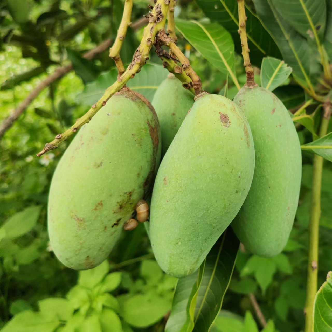 广西生态种植桂七芒果4.8斤（单果重4.5两以上）