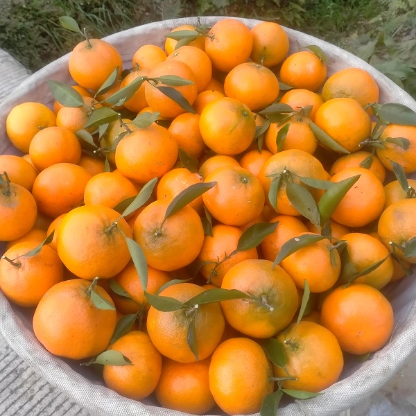 四川蒲江生态明日见柑橘4.8斤