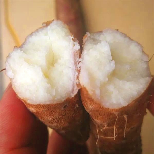 桃130园 河南焦作温县老崔有机种植二级铁棍山药5斤