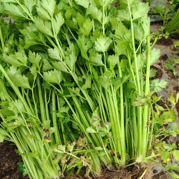 桃63园 降军胜生态芹菜3斤（普通快递）