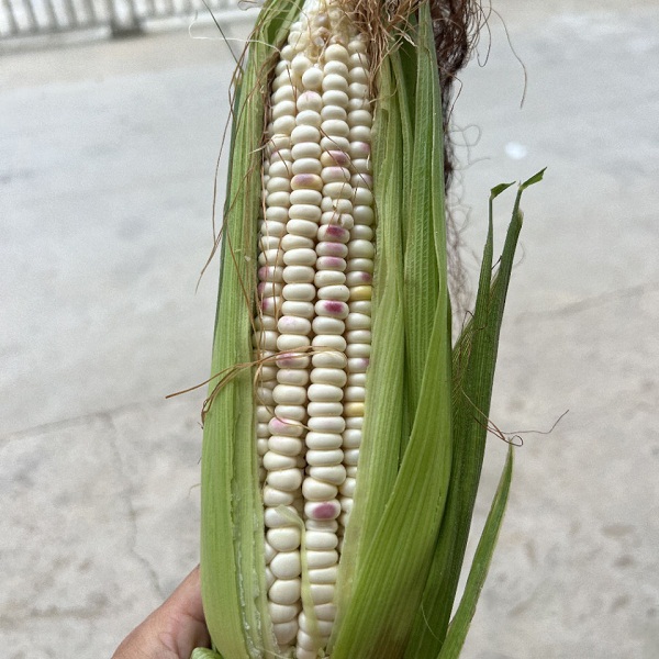 乐永坊生态鲜花糯玉米5斤