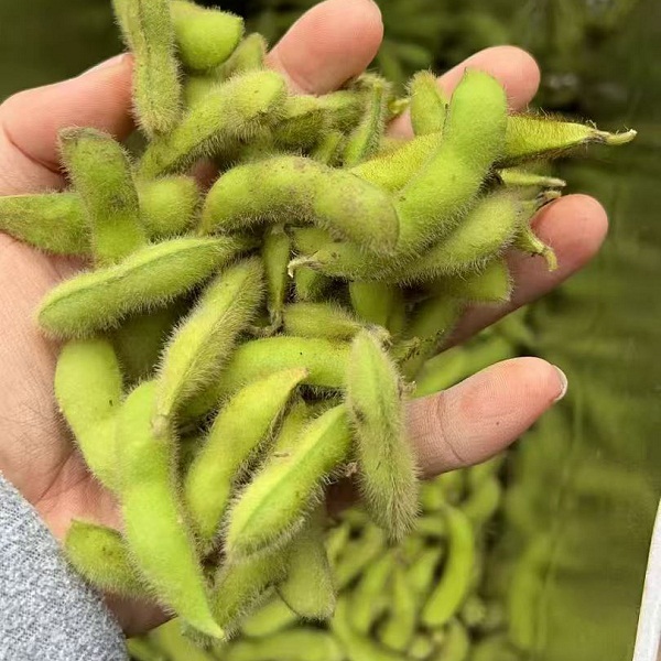 湖南乐永坊生态毛豆3斤（纸箱包装）