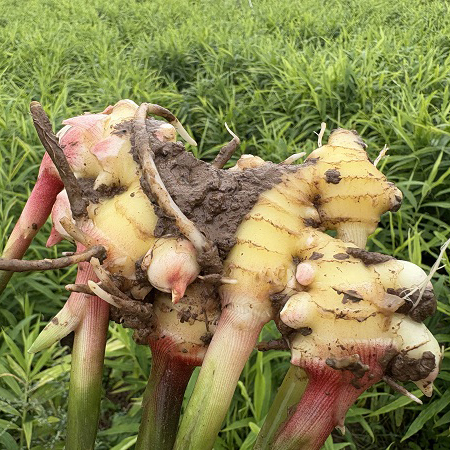 桃59园 梁贤峰 河南汝州生态小黄姜嫩姜5斤