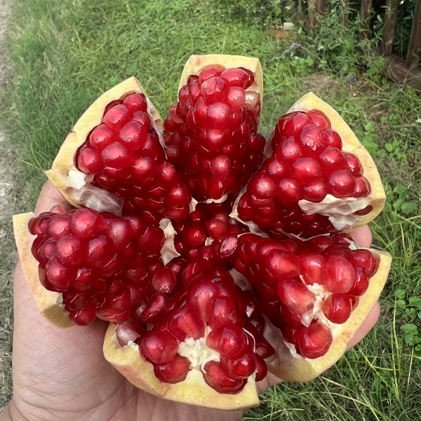 河南夏蝉自然农场有机石榴5斤（大果，1斤以上，约3～4个）