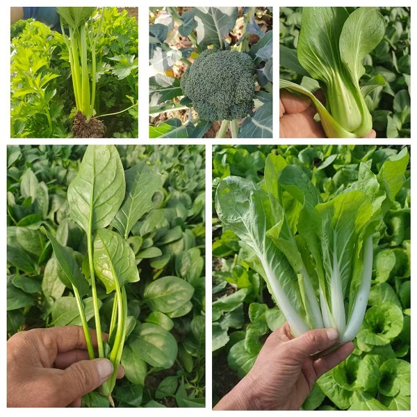 桃126园 生态蔬菜自行混搭5斤（芹菜/西兰花/菠菜/上海青/奶油小白菜）