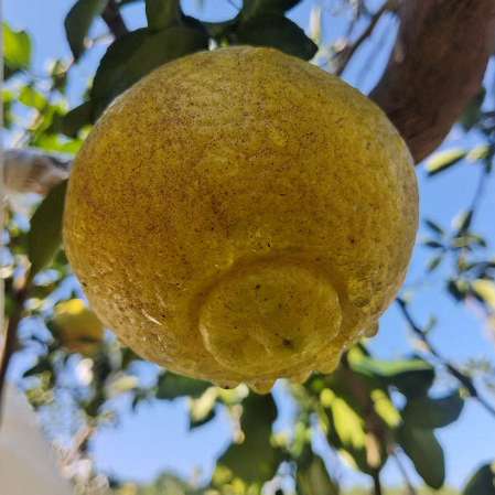 桃21园 张国良 福建漳州春香柚（4.5斤／件）