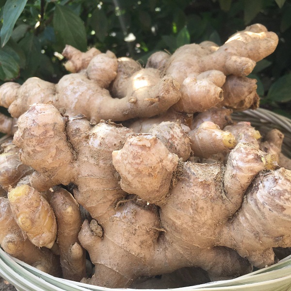 桃136园 万春园生态小黄姜3斤