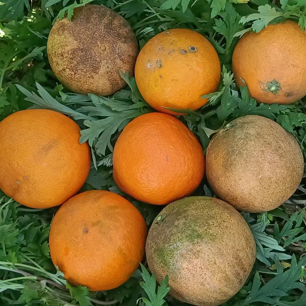 胡连君  四川眉山胡莲君生态果冻橙8.5斤