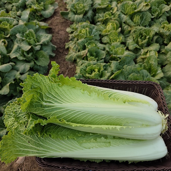 （特惠）桃133园 洛阳守仁慈心麻叶白菜4.5斤