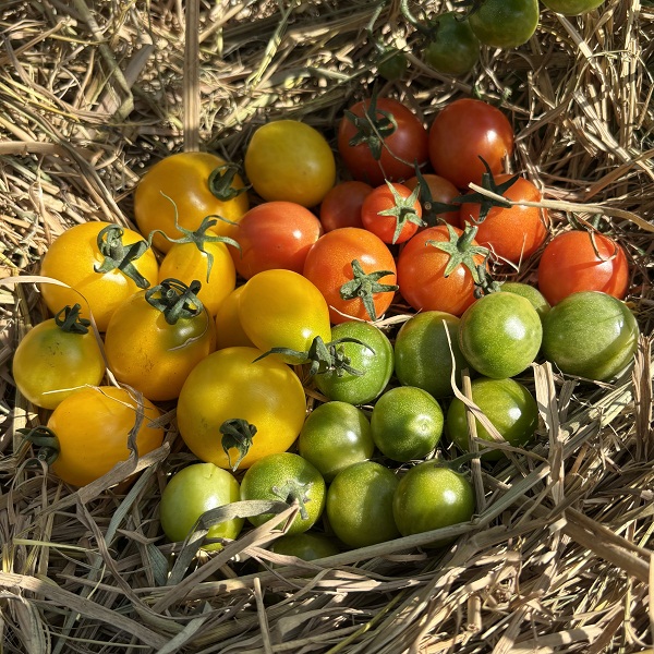 桃110园 祖回农耕生态圣女果（红黄绿三色混搭，小番茄，樱桃番茄，水果西红柿）3斤