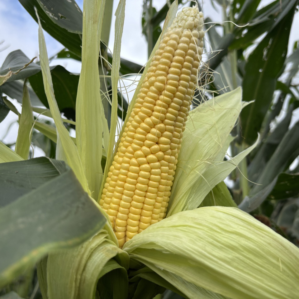 桃110园 祖回农耕生态水果玉米4.5-5斤