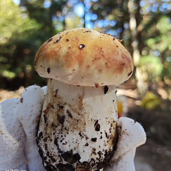 福建屏南高山仿野生赤松茸3斤（A级）