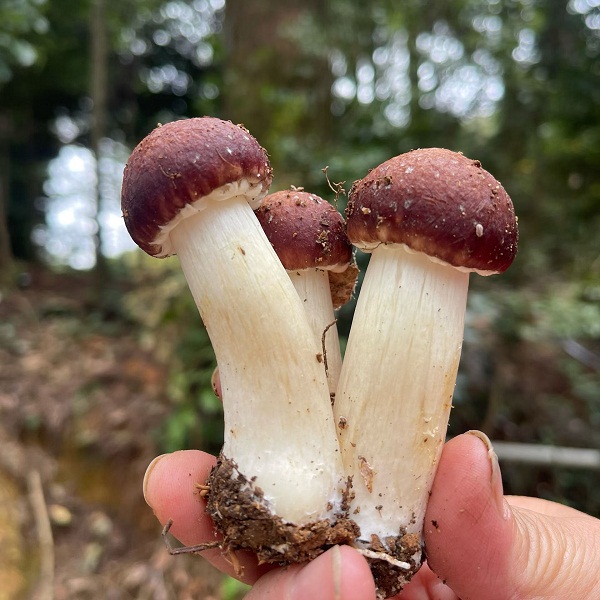 福建屏南高山仿野生赤松茸5斤（B级）