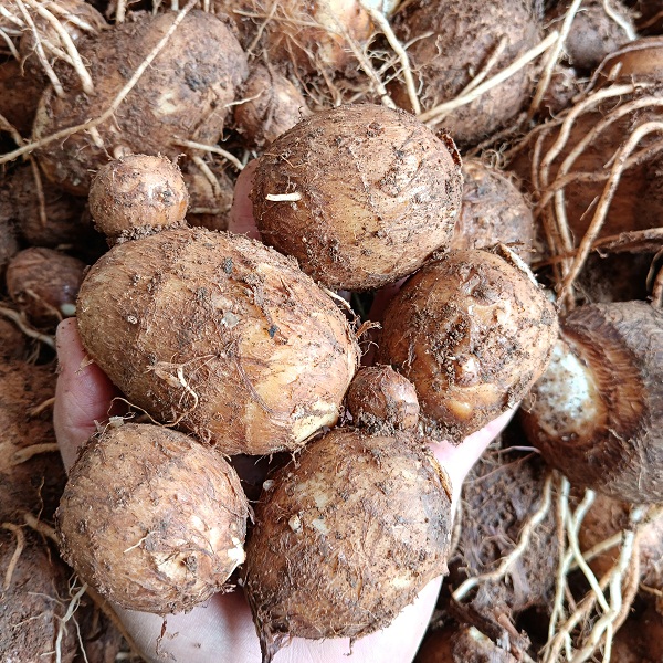 桃38园 云南昆明张志富生态鸡蛋芋头5斤（老品种）