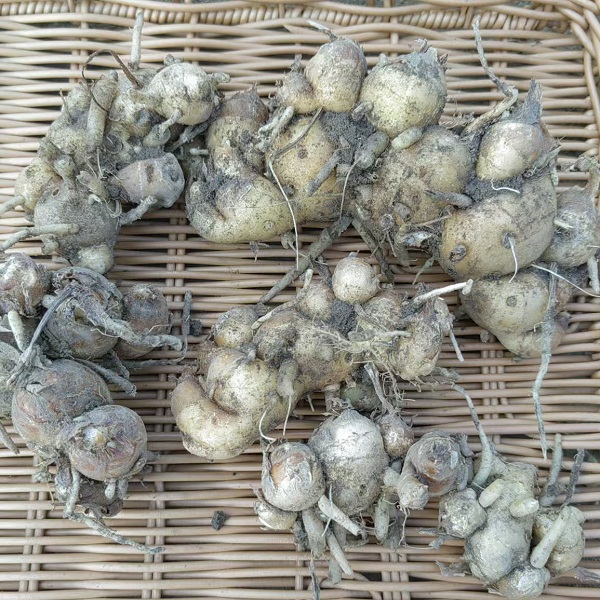 广东湛江生态白沙姜2斤（实发2.5斤，0.5斤作为售后）