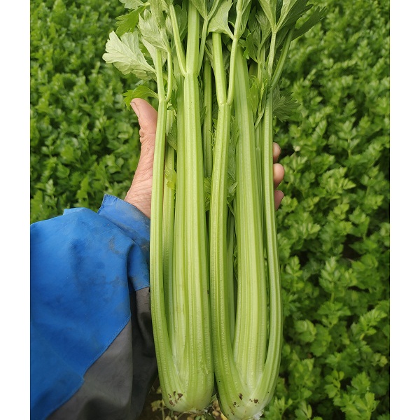 桃126园 生态芹菜5斤