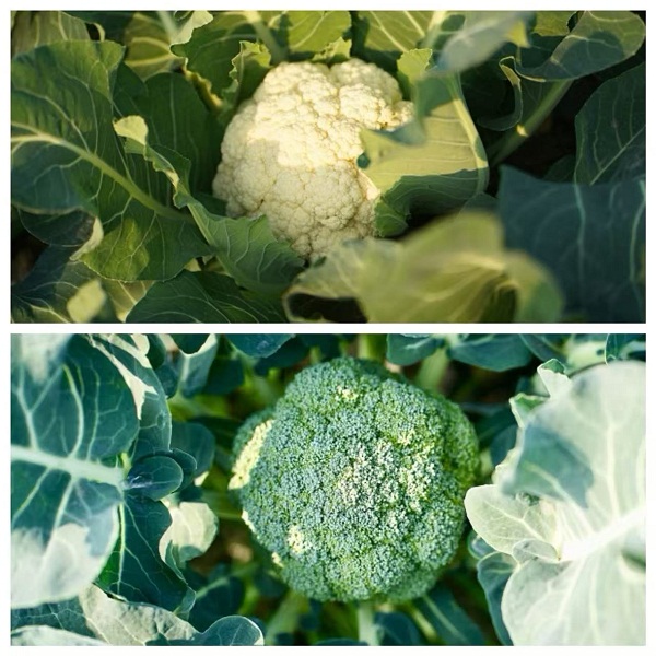 湖南乐永坊白花菜+西兰花3斤（赠送1斤，实发4斤）