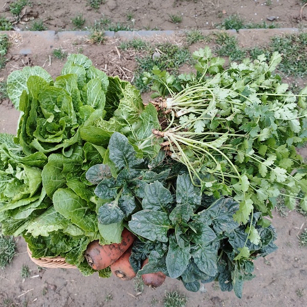 （特惠）桃133园  洛阳守仁慈心菠菜+胡萝卜+白菜苗+香菜组合5斤