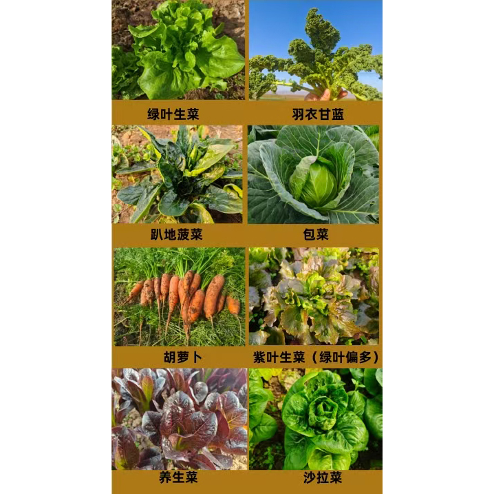 桃59园 梁贤峰生态蔬菜包3斤（越冬菜，请自选备注1-3种蔬菜）