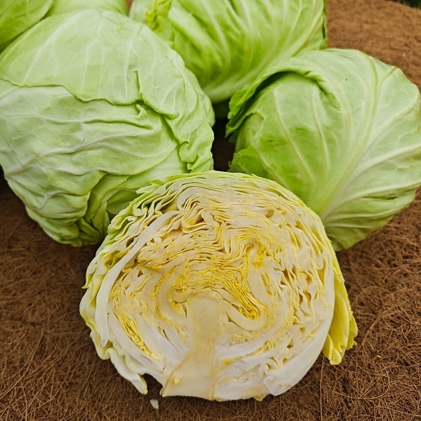 （特惠）桃59园 梁贤峰 河南汝州生态包菜5斤