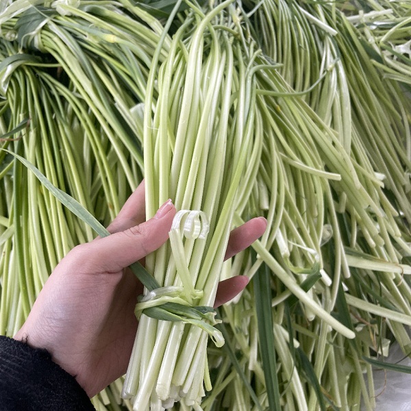 四川阿旺农场生态蒜苔2斤