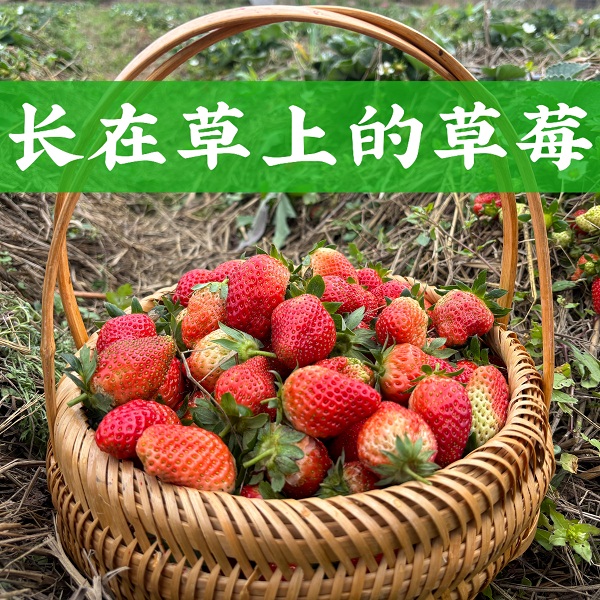 桃110园 祖回农耕生态草莓2斤