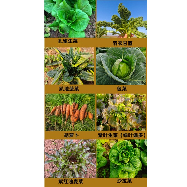 桃59园 梁贤峰生态蔬菜包5斤（越冬菜，请自选备注1-5种蔬菜）