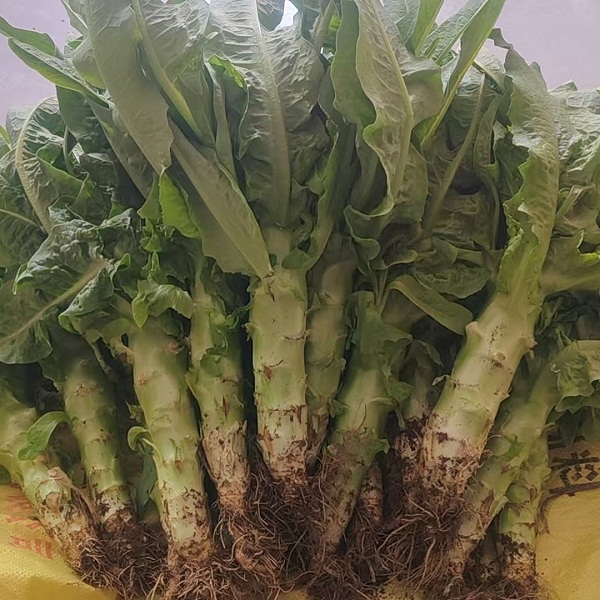 桃63园 降军胜 生态莴笋4斤（约4-5颗）