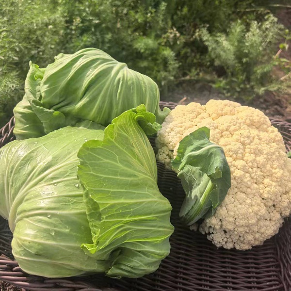 桃133园  洛阳守仁慈心菜花+包菜4.5斤