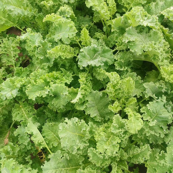 桃63园 降军胜 生态羽衣甘蓝2斤