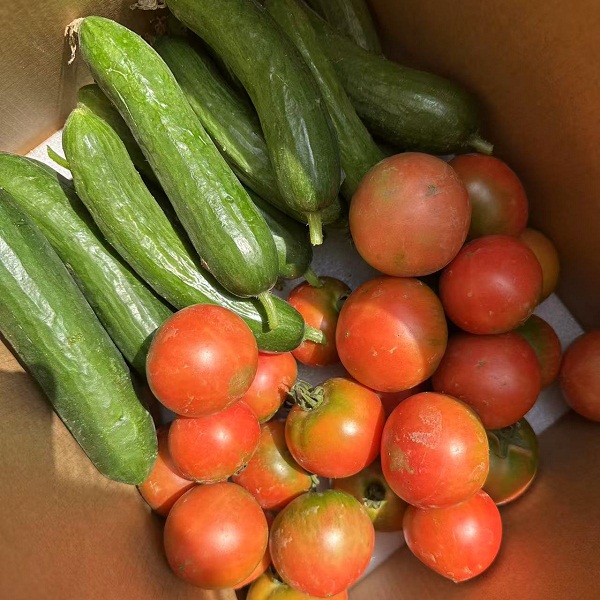 桃60园西双版纳生态水果黄瓜+草莓番茄5斤(圆通快递）