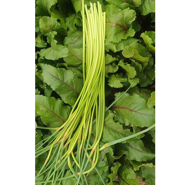 桃63园 降军胜 生态蒜苔4斤