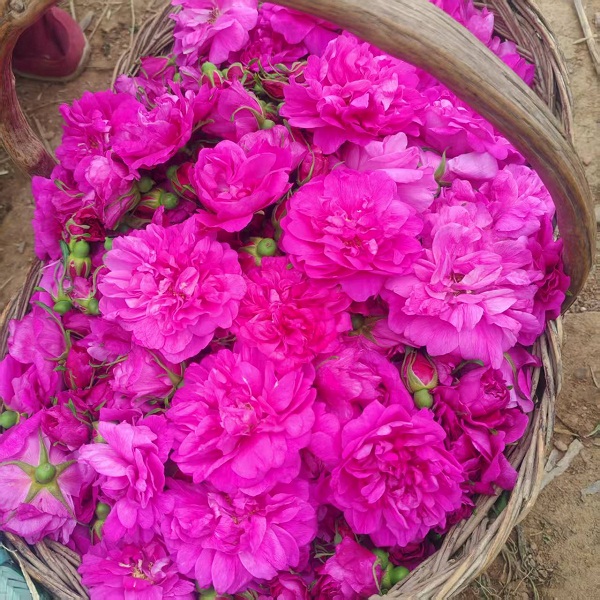 桃63园 降军胜 生态新鲜玫瑰花3斤