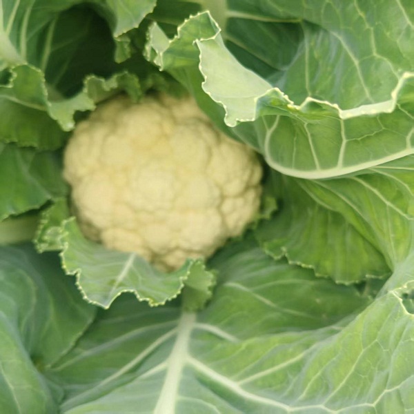 桃63园 降军胜 生态花菜4斤