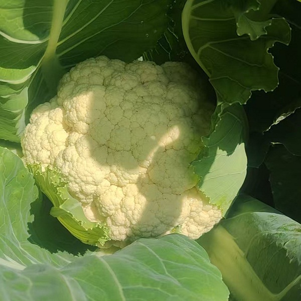 桃63园 降军胜 生态花菜4斤