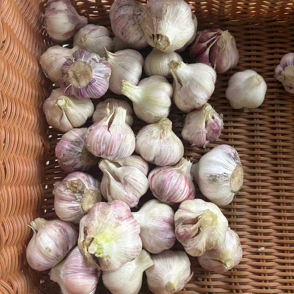 四川阿旺农场生态新鲜紫皮蒜头2斤