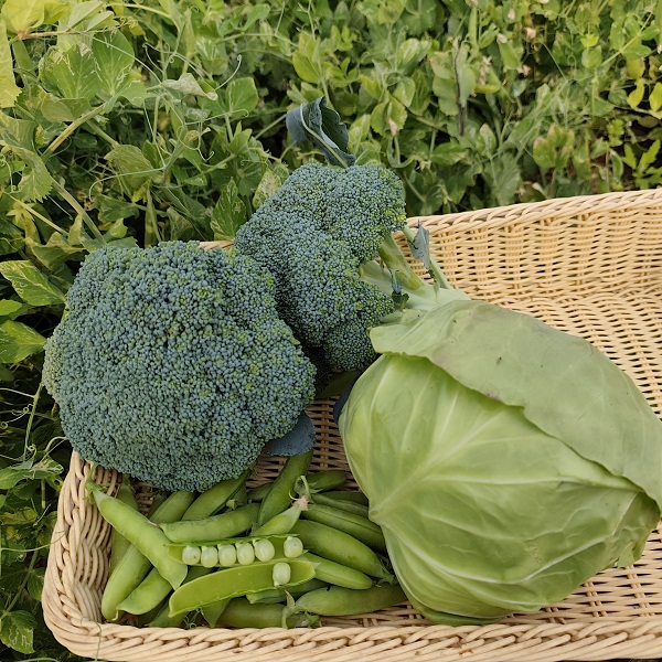 桃133园 洛阳守仁慈心西兰花+包菜+豌豆4.5斤
