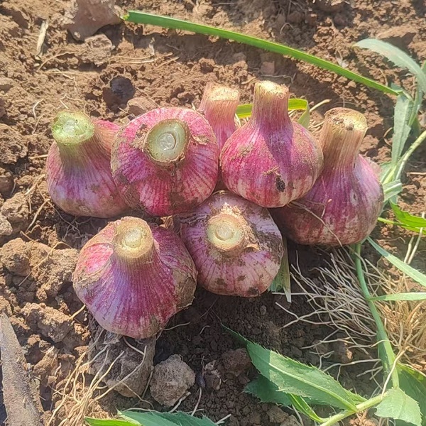 桃63园降军胜生态红皮蒜头5斤