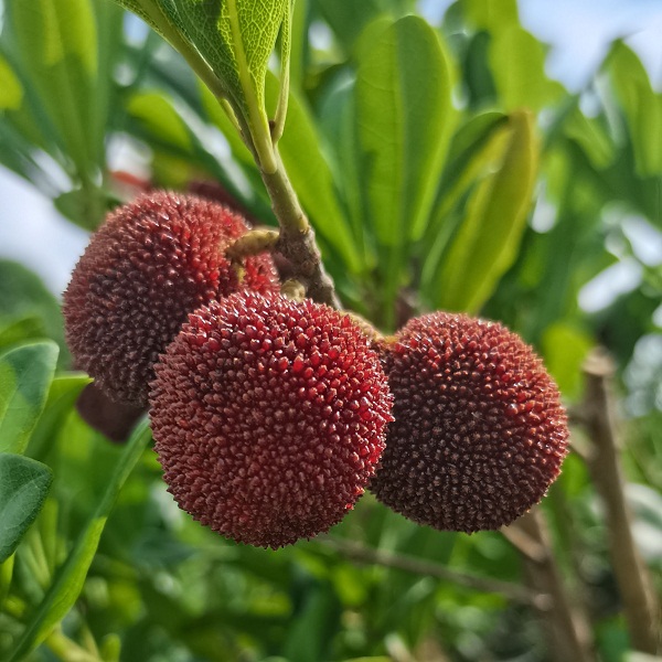 桃38园  昆明生态东魁杨梅4斤