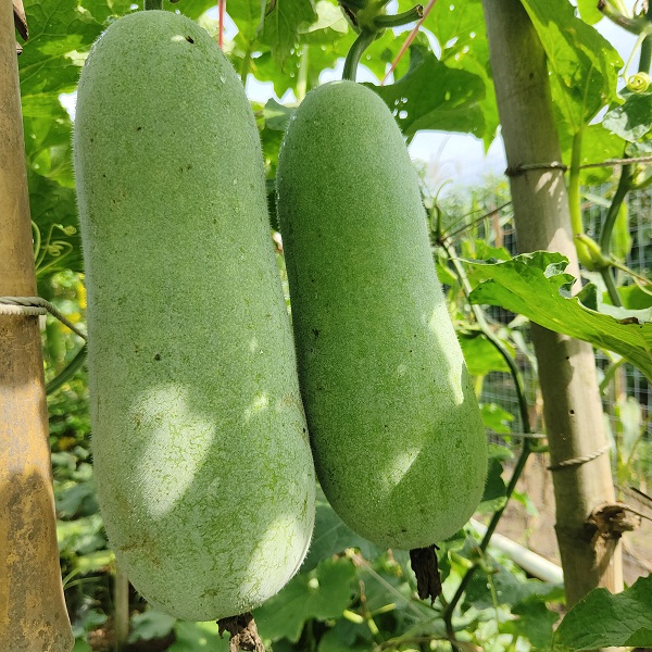 广东湛江生态小冬瓜4斤（1-2个）