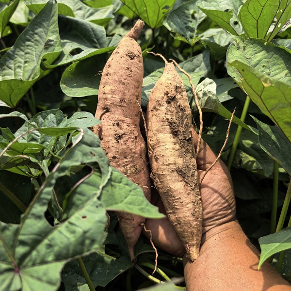 河南汝州生态哈密白薯5斤